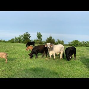 Meet your Posher, Tonya